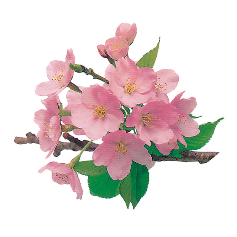 ユニバース グルメシート　桜 丸　70φ  1000枚/袋（ご注文単位1袋）【直送品】