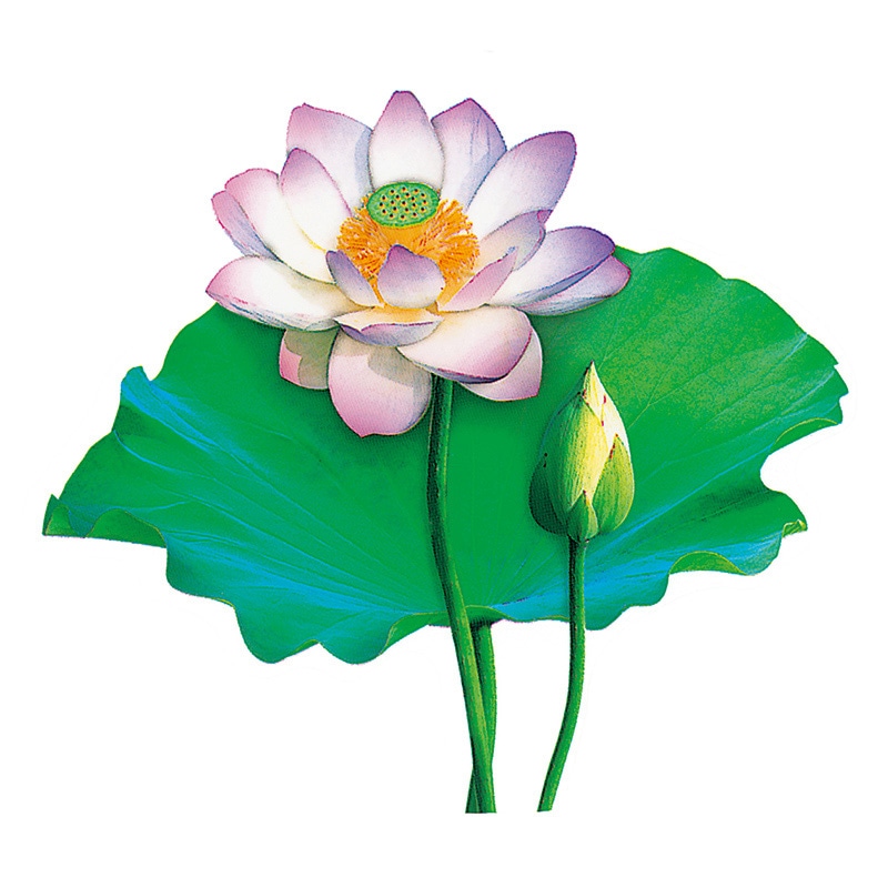 ユニバース グルメシート　蓮 丸　80φ  1000枚/袋（ご注文単位1袋）【直送品】