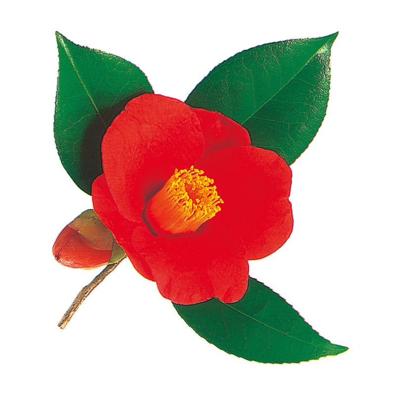 ユニバース グルメシート　椿 丸　80φ  1000枚/袋（ご注文単位1袋）【直送品】