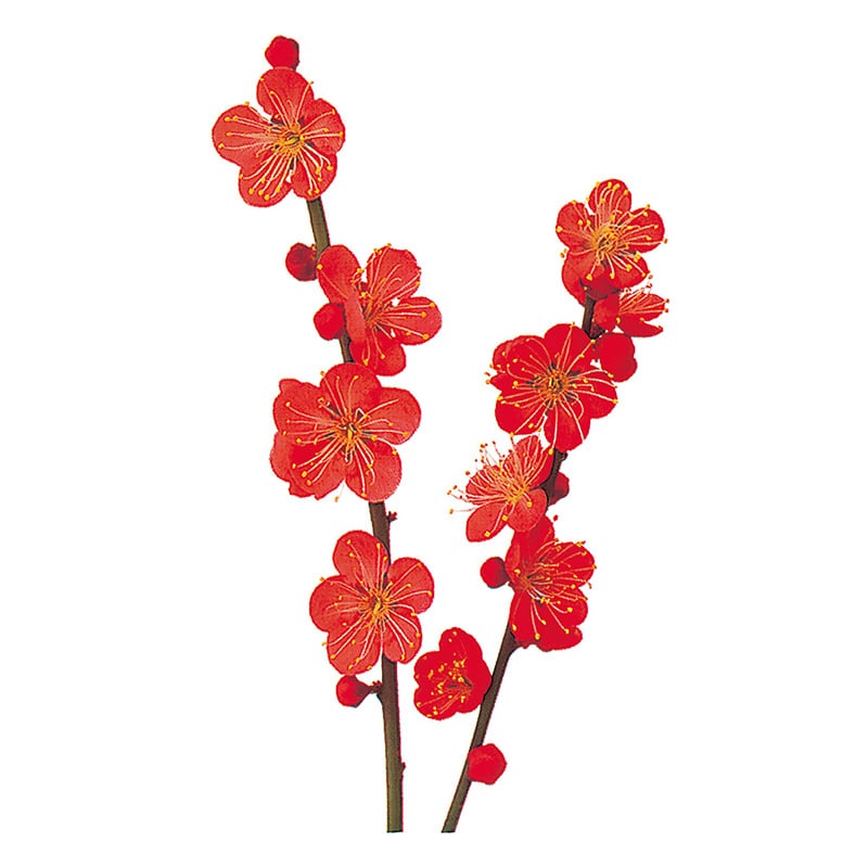 ユニバース グルメシート　梅 丸　85φ  1000枚/袋（ご注文単位1袋）【直送品】