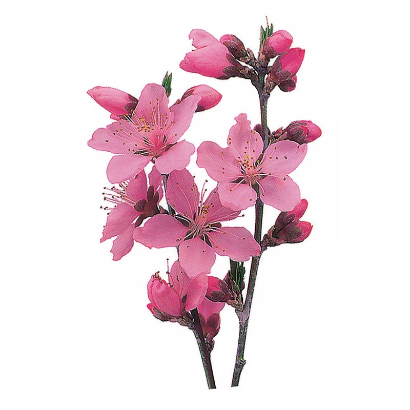 ユニバース グルメシート　桃 丸　80φ  1000枚/袋（ご注文単位1袋）【直送品】