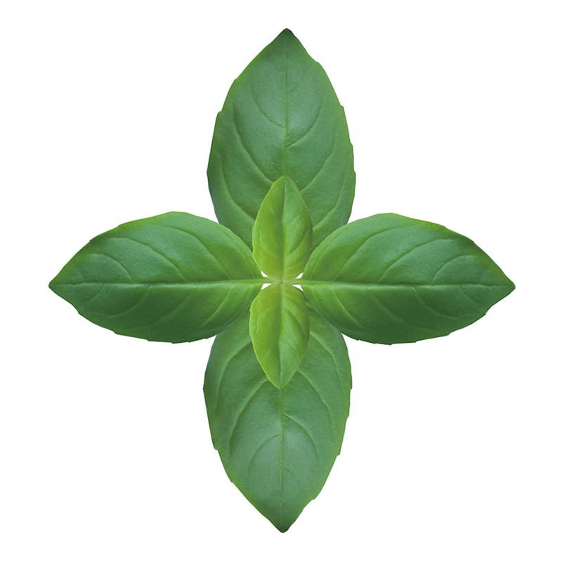 ユニバース グルメシート　バジル 丸　60φ  1000枚/袋（ご注文単位1袋）【直送品】