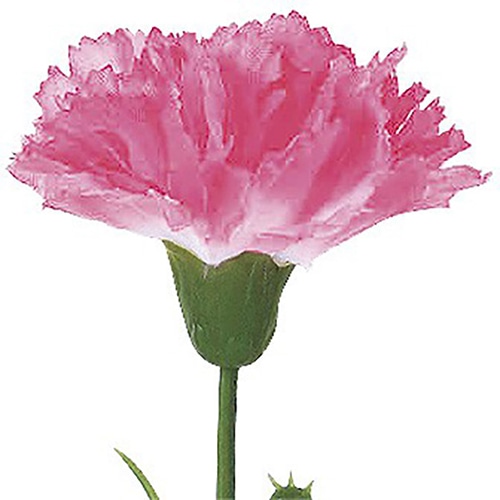 アルファ ピンクカーネーション 小 MA1-0025 1本(ご注文単位100本)【直送品】