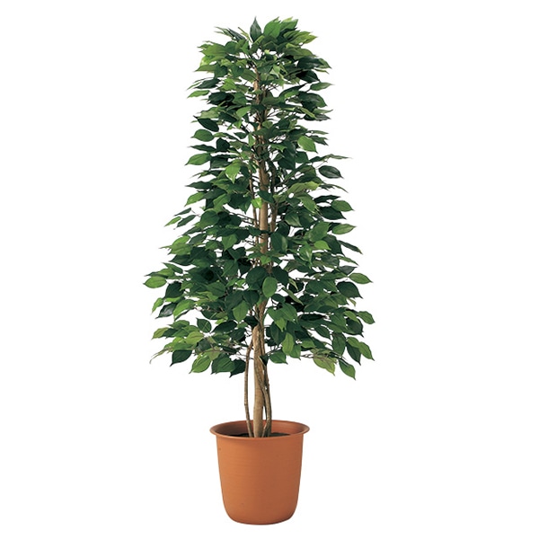 アルファ ベンジャミンツリー TI8-0231 1個(ご注文単位1個)【直送品】