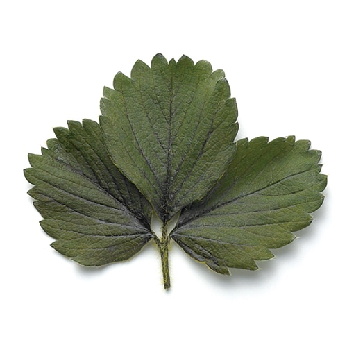 ヴェルモント・ジャパン Vermont　プリザーブドフラワー 02113　ストロベリーリーフ 10枚 1袋（ご注文単位1袋）【直送品】