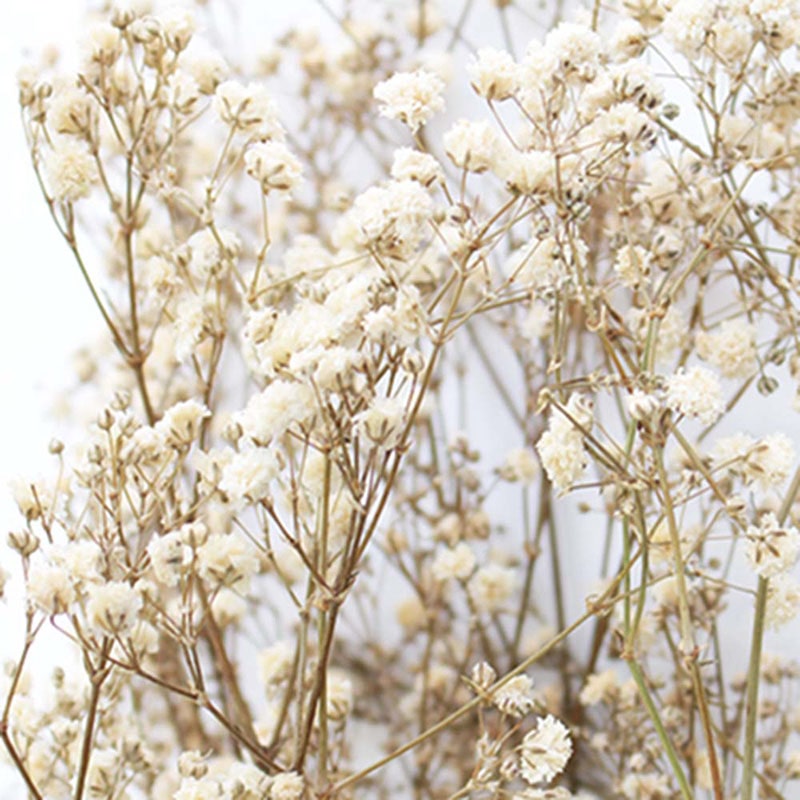 ヴェルモント・ジャパン Vermont　プリザーブドフラワー 13701　カスミソウ アイボリー　束 1束（ご注文単位1束）【直送品】