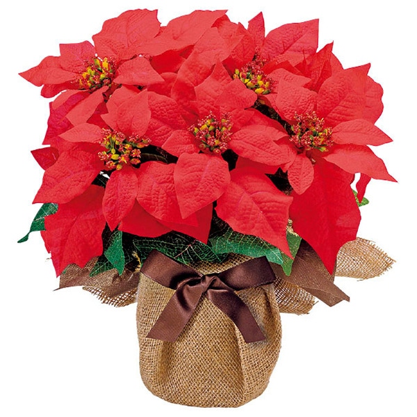 アルファ ポインセチアジュートポット TE5-1337 1個（ご注文単位1個）【直送品】