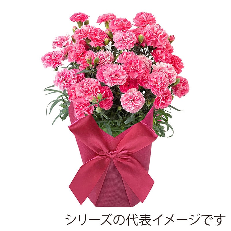 マッセ ドレスポットカバー 6号 アイボリー C-365 1枚(ご注文単位10枚)【直送品】