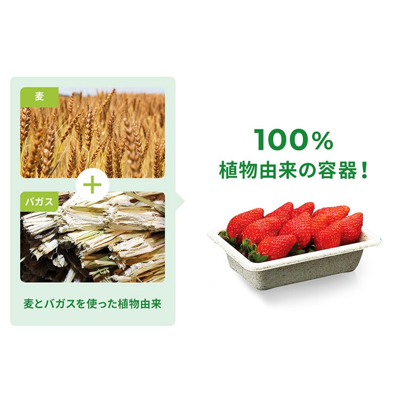 青果容器 WB麦バガストレー 15-10 50枚/袋(ご注文単位32袋)【直送品】
