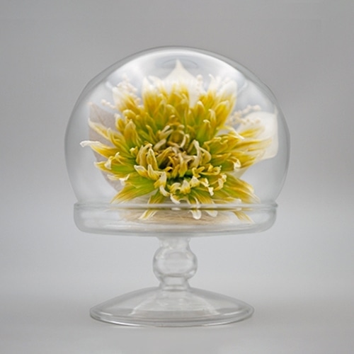 Luna ドライフラワーアレンジメント 天音～あまね 天音 若草 23007‐004 1個（ご注文単位1個）【直送品】