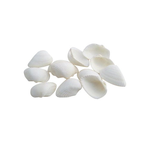 松村工芸 ホワイトシェル 約120g 165-1108-0 1束（ご注文単位1束）【直送品】