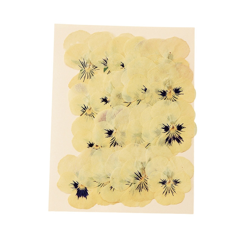 松村工芸 押し花　ビオラ MOO-2005　クリーム 197-2005-13 1袋（ご注文単位1袋）【直送品】