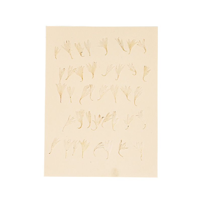 松村工芸 押し花　矢車草ペタル MOO-2017　ホワイト 197-2017-1 1袋（ご注文単位1袋）【直送品】