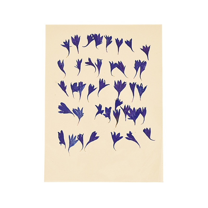 松村工芸 押し花　矢車草ペタル MOO-2017　ネイビー 197-2017-67 1袋（ご注文単位1袋）【直送品】