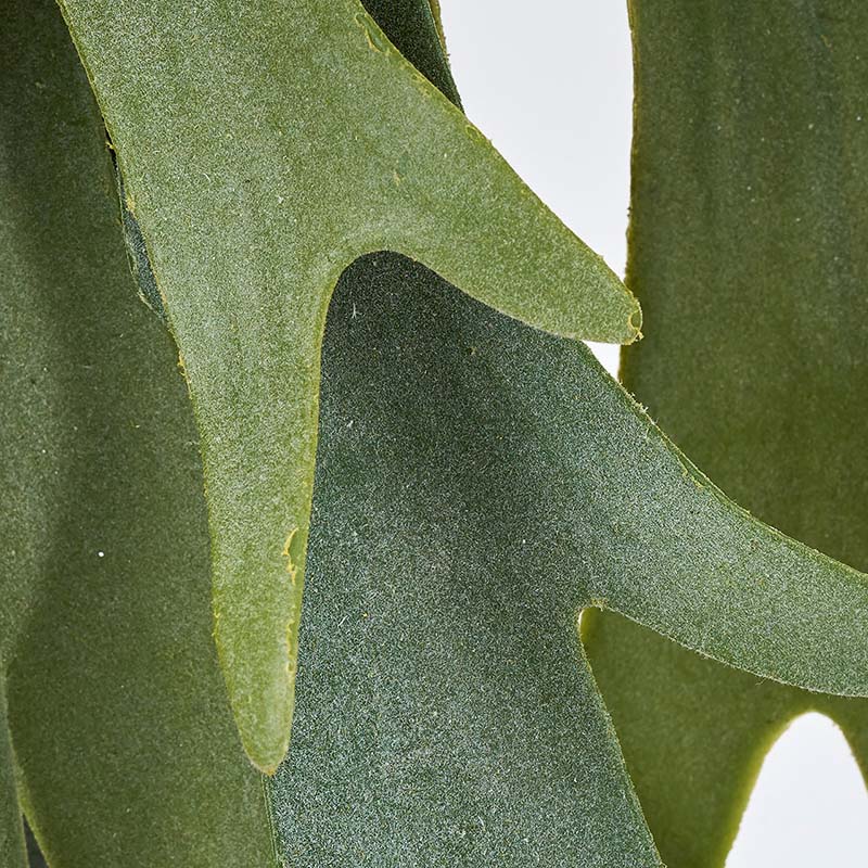 東京堂 造花 コウモリランL FG1991 グリーン 1本(ご注文単位1本)【直送品】