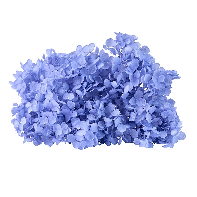 東京堂 プリザーブドフラワー　ソフトあじさいアナベル ブルーベリー FD004730-310 　1箱（ご注文単位1箱）【直送品】