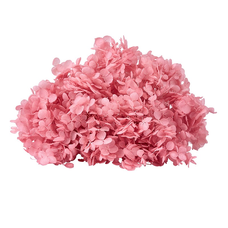 東京堂 プリザーブドフラワー　ソフトあじさいアナベル グァバ FD004730-162 　1箱（ご注文単位1箱）【直送品】