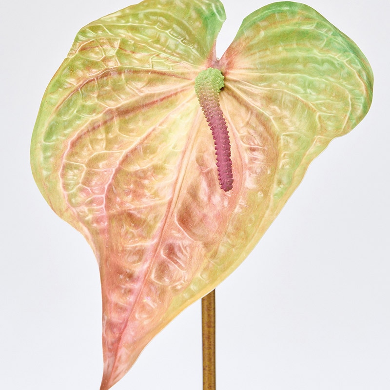 東京堂 造花 インプレスアンスリウム ピーチグリーン FM302530-025 1本(ご注文単位1本)【直送品】