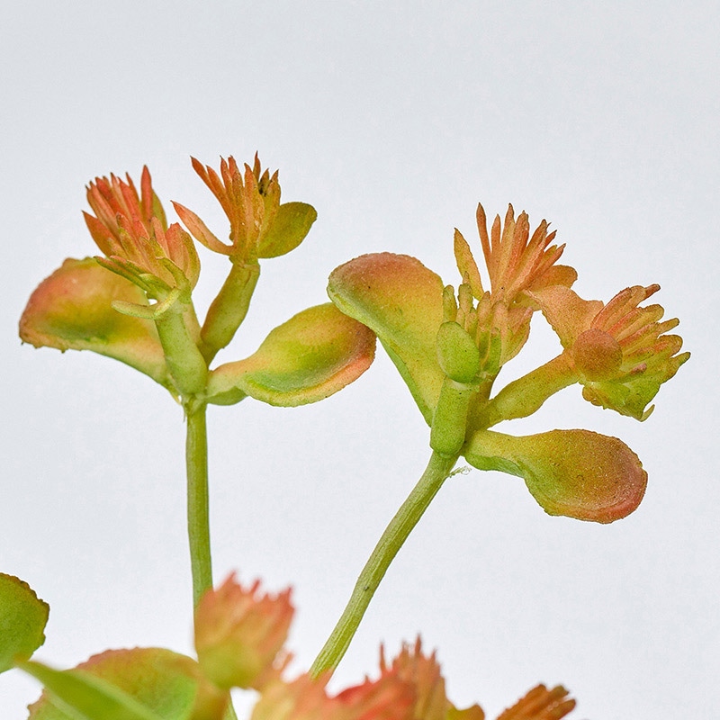 東京堂 造花 カランコエ枝 グリーン/ピーチ FG002774 1本（ご注文単位1本）【直送品】