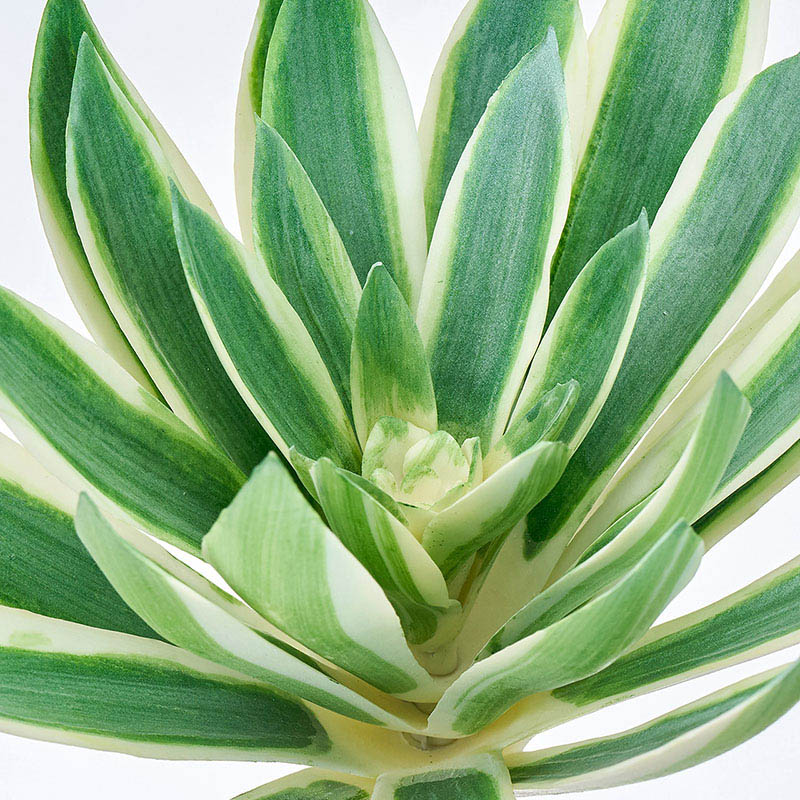 東京堂 造花 アエオニウム枝 グリーン/クリーム FG002775 1本(ご注文単位1本)【直送品】