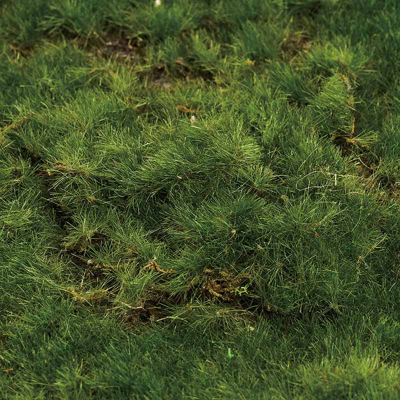 東京堂 ディスプレイ モスマットスクエア50 グリーン FG002516 1枚(ご注文単位1枚)【直送品】