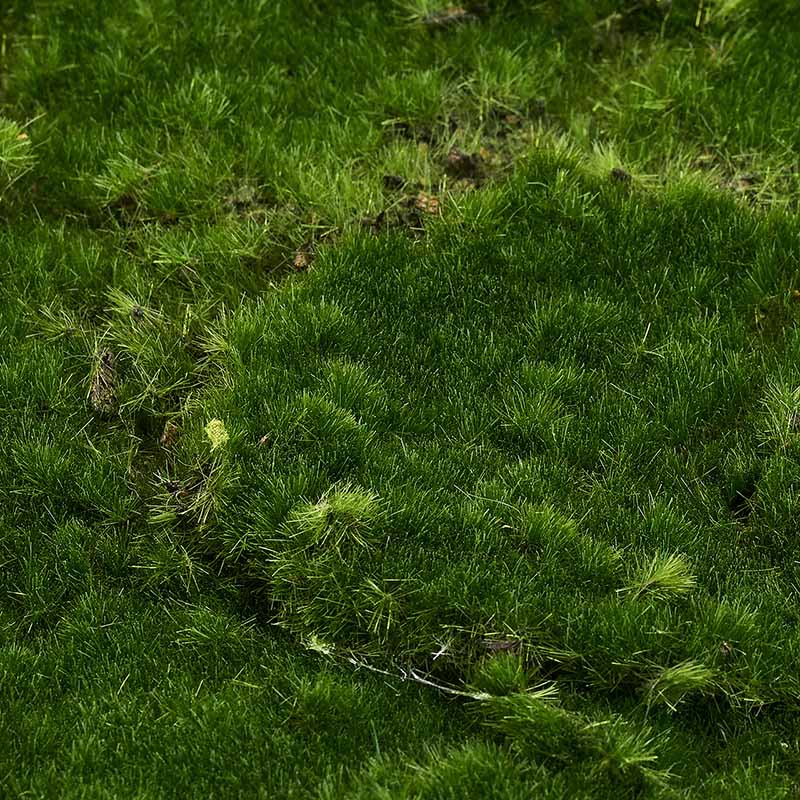 東京堂 ディスプレイ モスマットロール グリーン FG002515 1枚(ご注文単位1枚)【直送品】