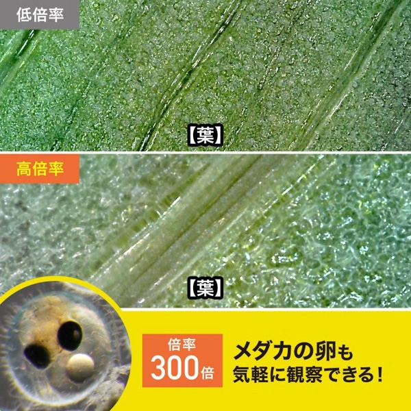 サンワサプライ USB顕微鏡 フルHD対応 LPE-08BK 1個（ご注文単位1個）【直送品】