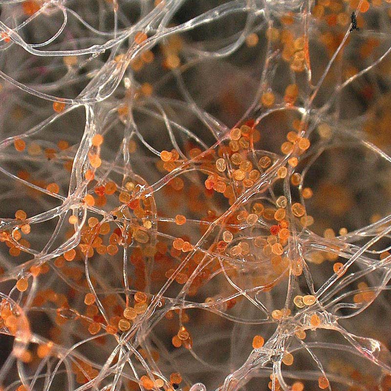 新北九州工業 トイレ・室内換気扇フィルター 15cmタイプ 花柄ピンク 2枚入 E318-FP 1個(ご注文単位1個)【直送品】