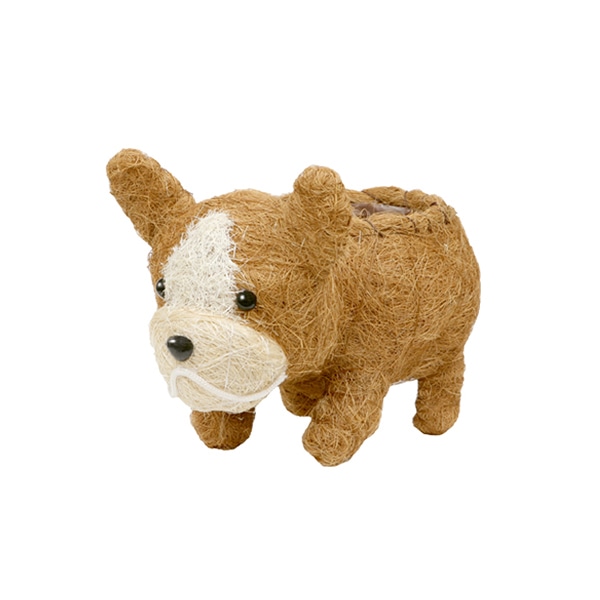 フレンチブル茶