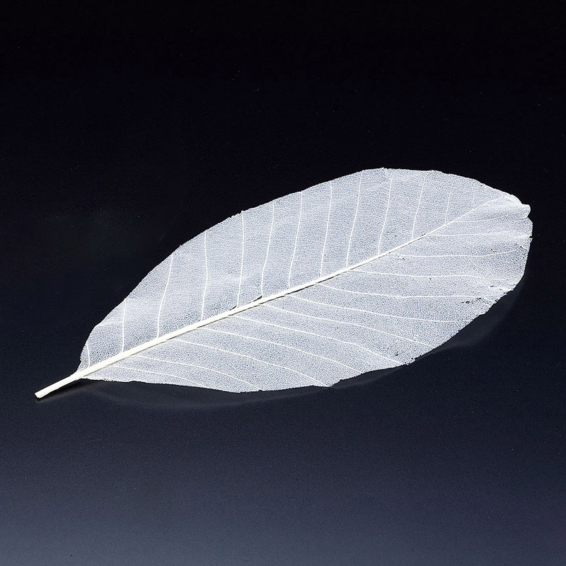 ヤマコー 網朴葉　M　50枚入  24321 1個（ご注文単位1個）【直送品】