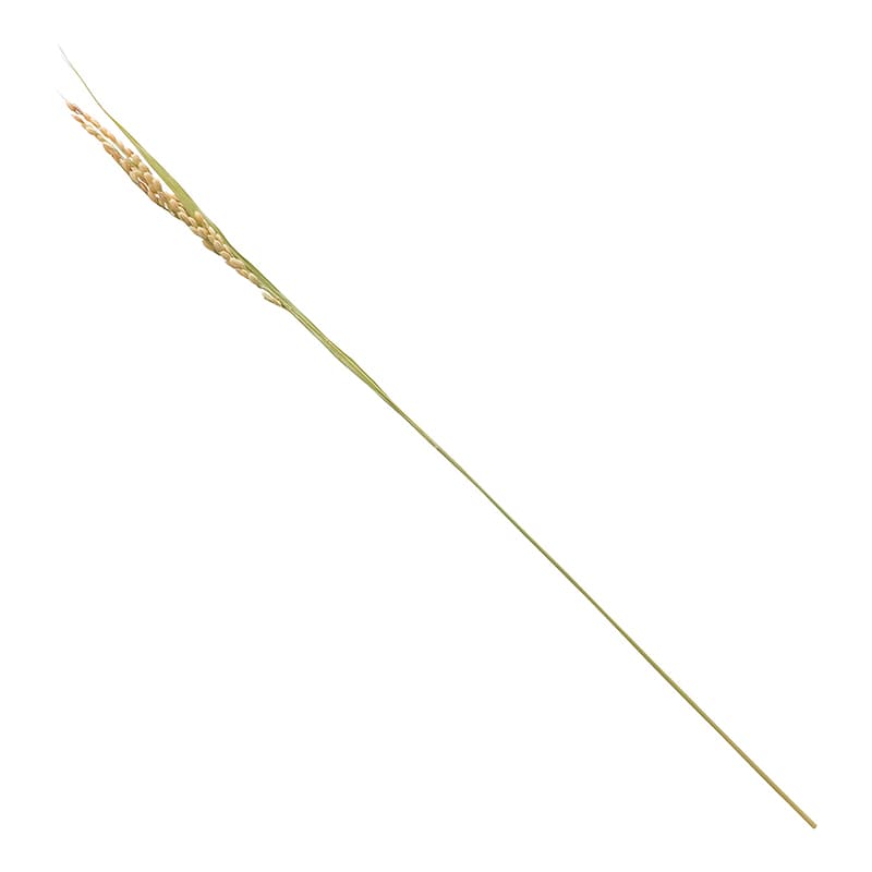 ヤマコー 稲の穂 コシヒカリ 100本入 25237 1包(ご注文単位1包)【直送品】