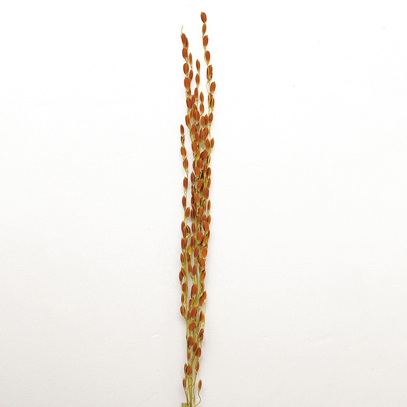 ヤマコー 古代米・稲穂飾り 金　20本入 25301 1袋（ご注文単位1袋）【直送品】