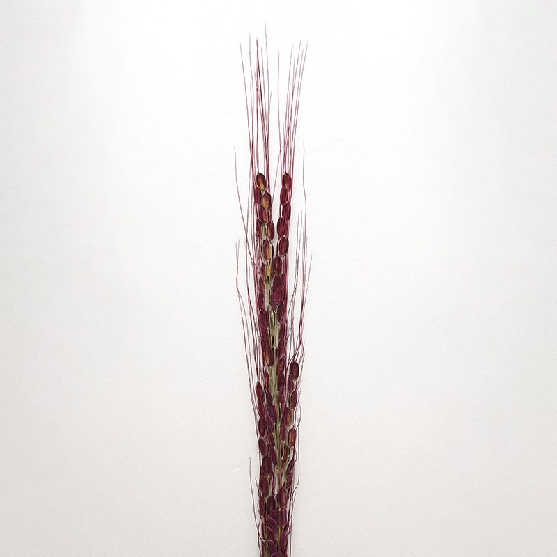 ヤマコー 古代米・稲穂飾り 赤　20本入 25304 1袋（ご注文単位1袋）【直送品】