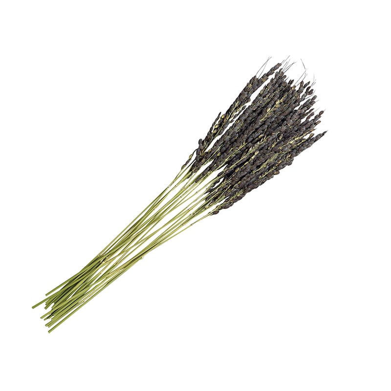 ヤマコー 古代米・稲穂飾り 黒紫　20本入 25306 1袋（ご注文単位1袋）【直送品】