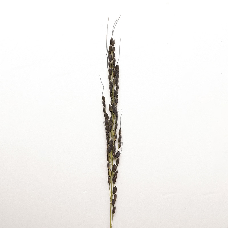 ヤマコー 古代米・稲穂飾り 黒紫　20本入 25306 1袋（ご注文単位1袋）【直送品】