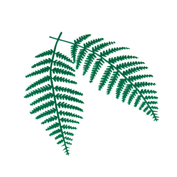 ヤマコー ウラジロ飾り　中　100個入  26054 1パック（ご注文単位1パック）【直送品】