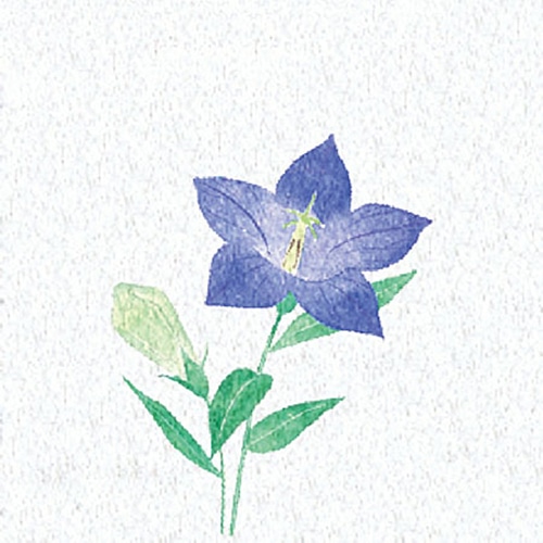 ヤマコー 両面ラミ四季彩シート　桔梗 200枚入 66371 1パック（ご注文単位1パック）【直送品】