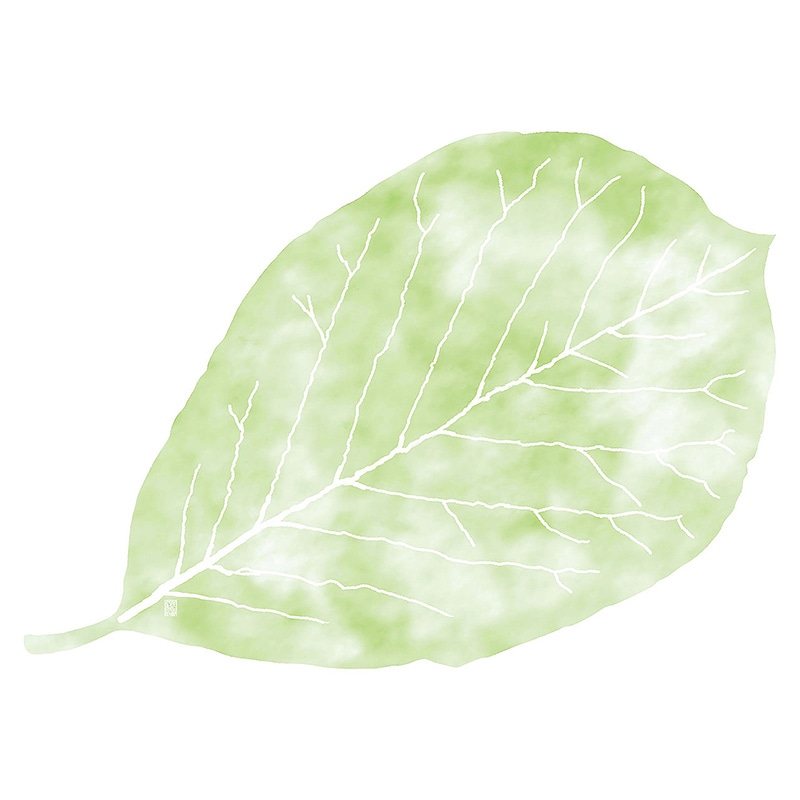 ヤマコー 尺3　四季彩まっと　この葉型抜き　青ほう葉 50枚入 66778 1パック（ご注文単位1パック）【直送品】