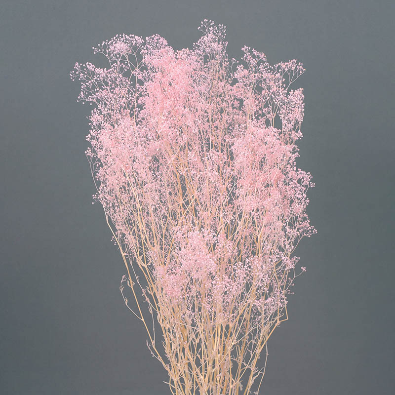 大地農園 プリザーブドフラワー ソフトミニカスミ草 00010-100 ピンク 1束(ご注文単位1束)【直送品】