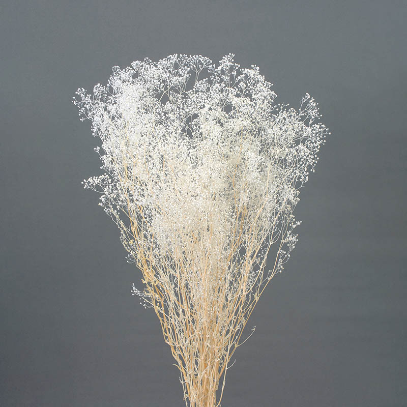 大地農園 プリザーブドフラワー ソフトミニカスミ草　大束 00017-010　白 1束（ご注文単位1束）【直送品】