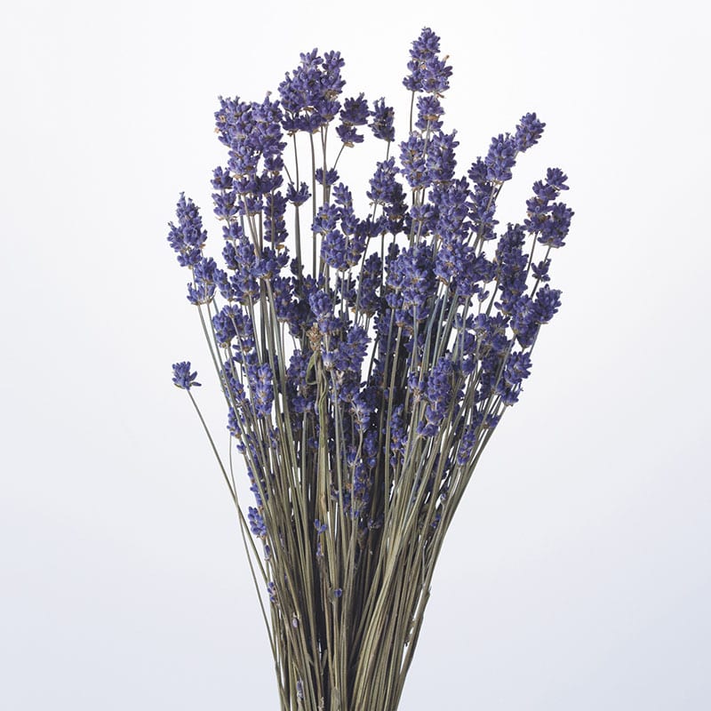 大地農園 ナチュラルドライフラワー ラベンダー 国産 10020-000 1束(ご注文単位1束)【直送品】