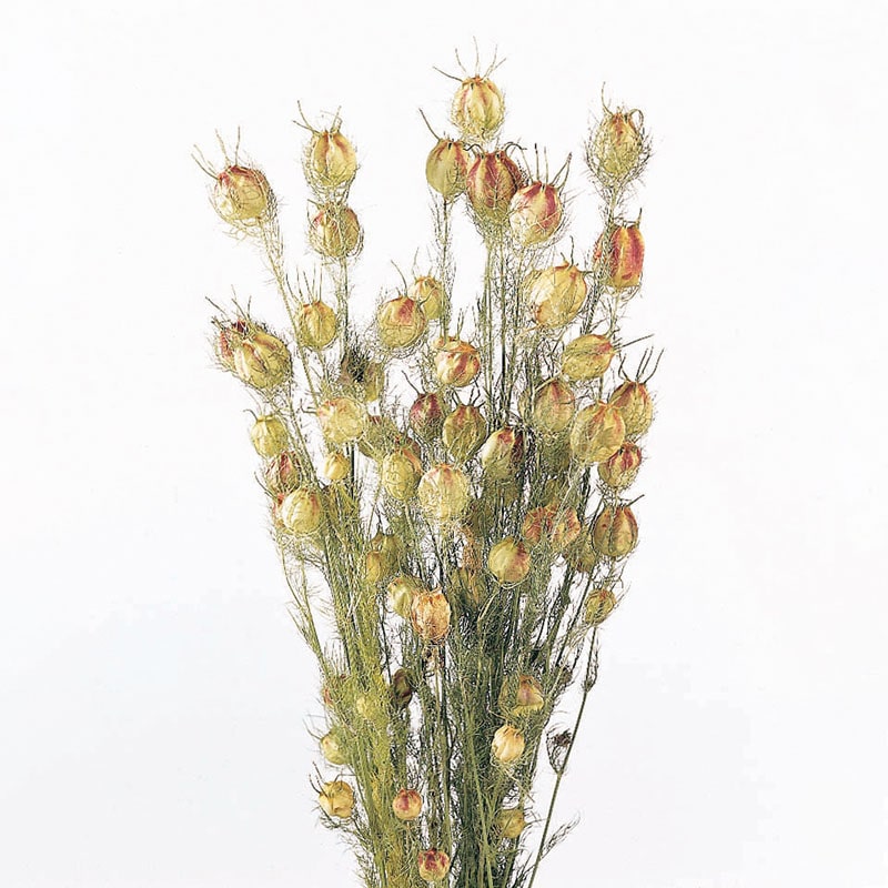 >大地農園 ナチュラルドライフラワー フーセンポピー 10060-020 1束（ご注文単位1束）【直送品】