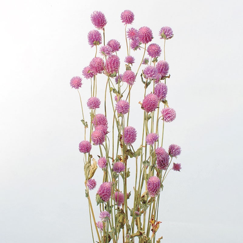 大地農園 ナチュラルドライフラワー 千日紅 10120-470　ライラック 1束（ご注文単位1束）【直送品】