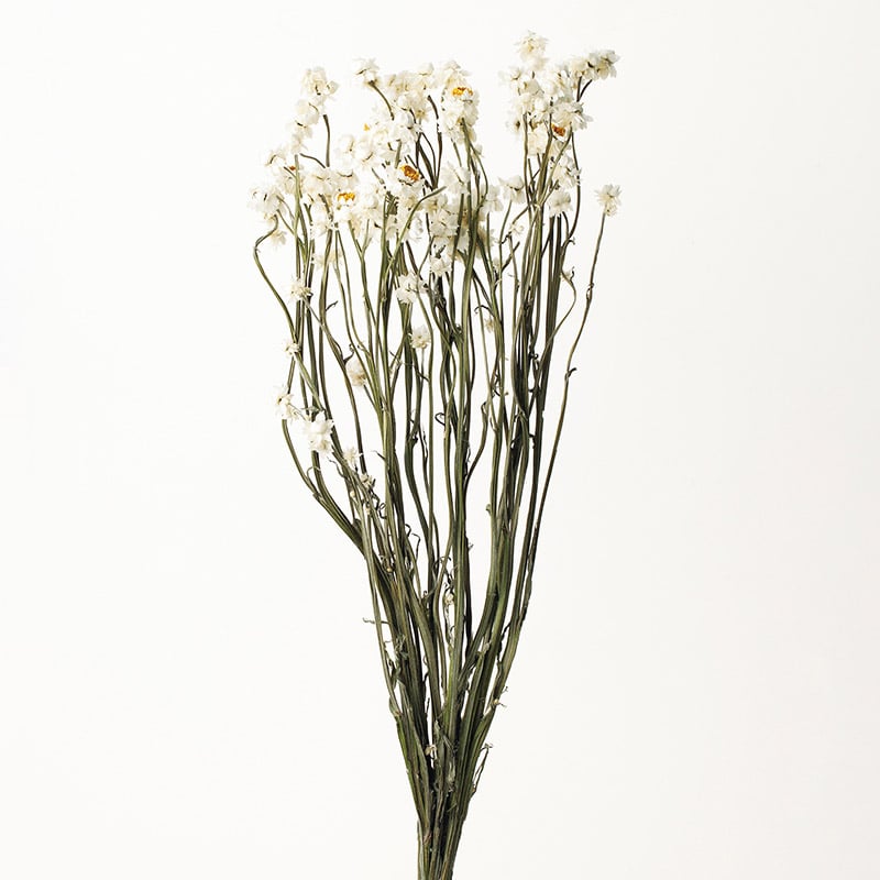 大地農園 ナチュラルドライフラワー アンモビューム 10300-000 1束(ご注文単位1束)【直送品】