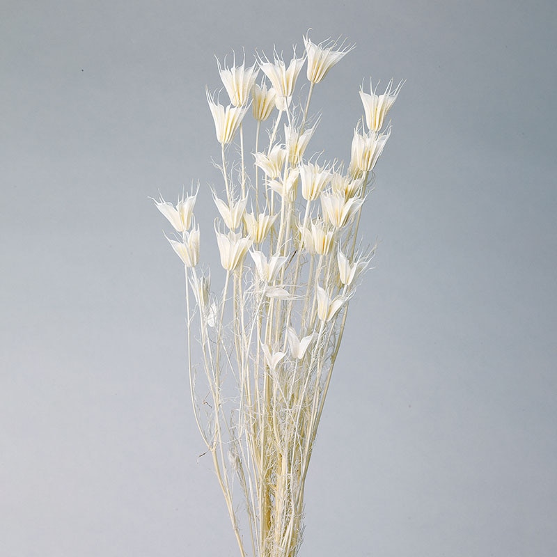 大地農園 カラードライフラワー ニゲラオリエンタリス 10380-011 白 1束(ご注文単位1束)【直送品】