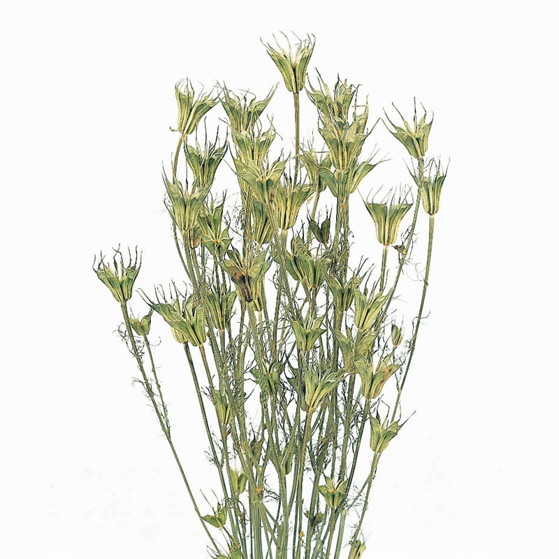 大地農園 ナチュラルドライフラワー ニゲラオリエンタリス 10380-020 1束(ご注文単位1束)【直送品】