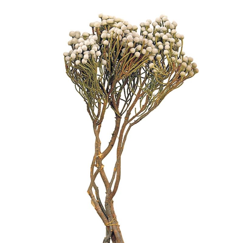 大地農園 ナチュラルドライフラワー ブルニア 40210-000 1束(ご注文単位1束)【直送品】