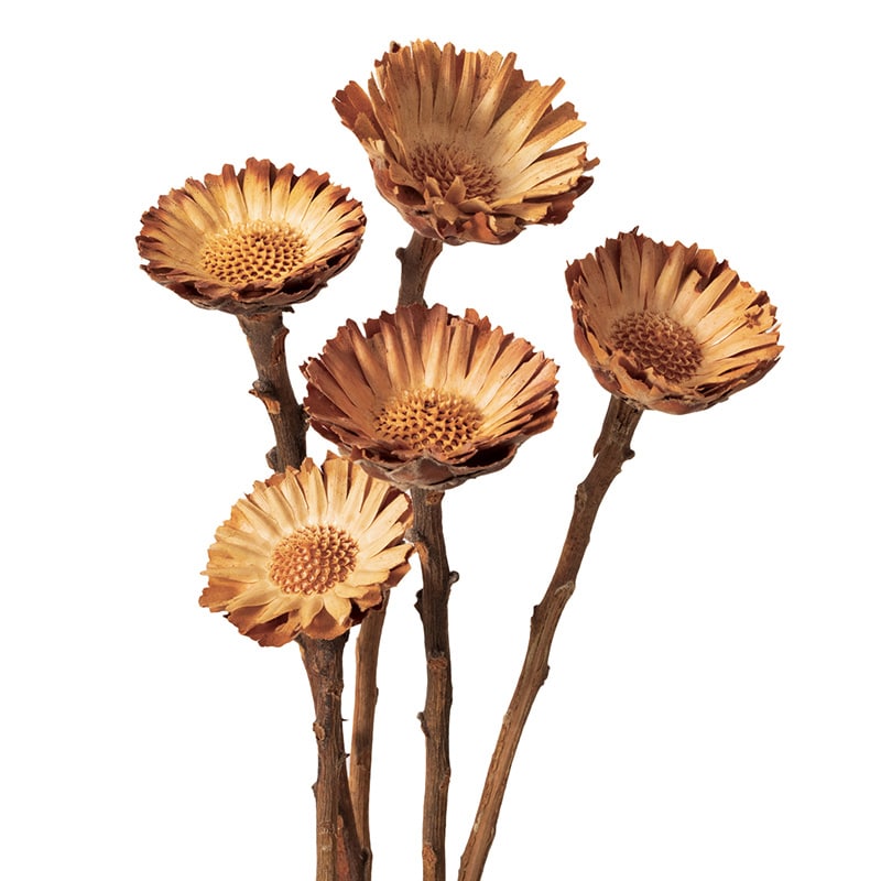 大地農園 ワイルドフラワー コンパクター 40240-000 1袋(ご注文単位1袋)【直送品】