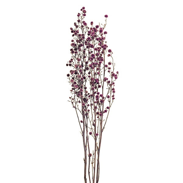 >大地農園 カラードライフラワー スターリンジャー 40400-400 パープル 1束(ご注文単位1束)【直送品】