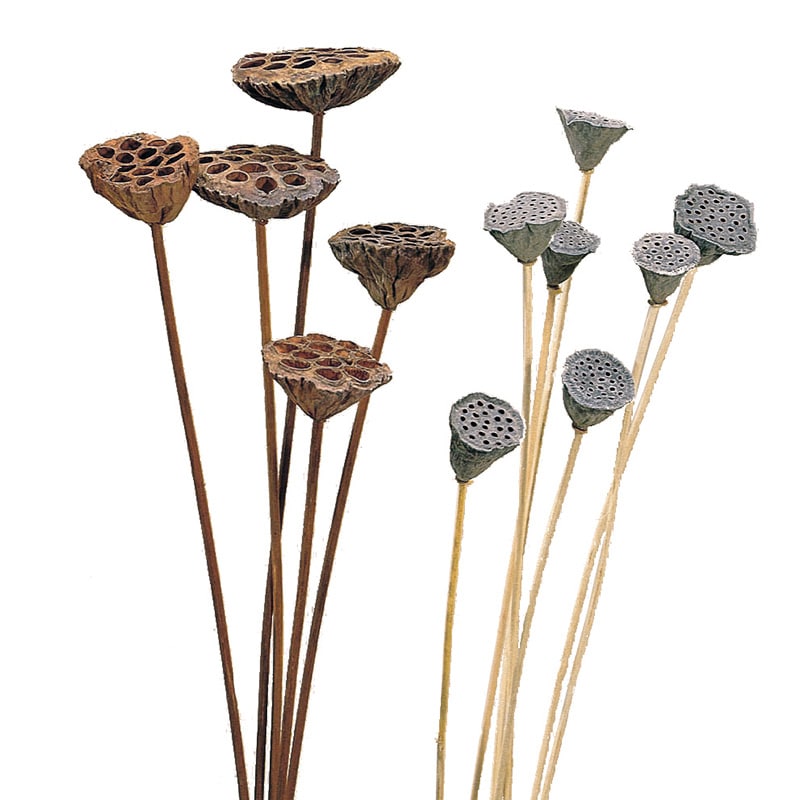 大地農園 ナチュラルドライフラワー ハス 50060-000 1束(ご注文単位1束)【直送品】